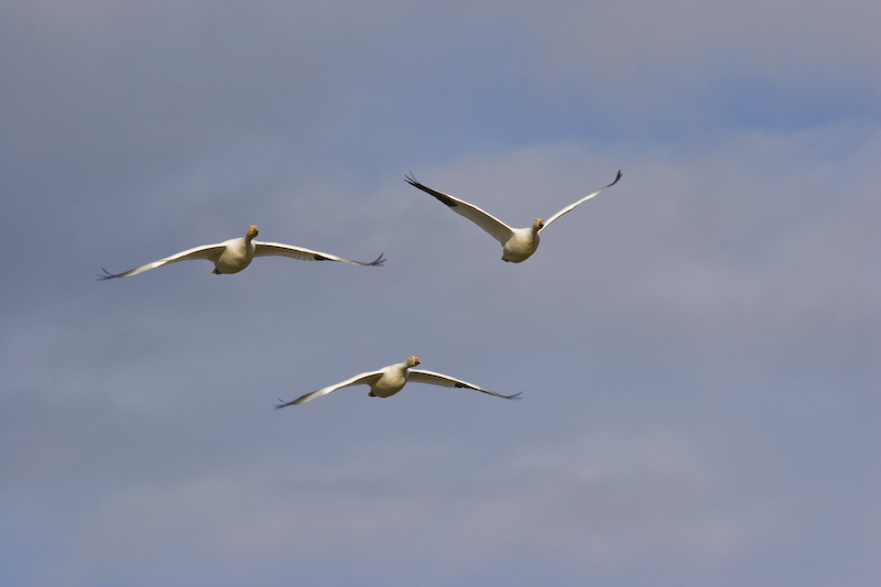 Snow Geese In Flight